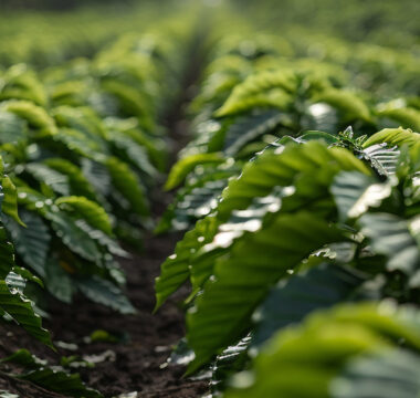 One acre coffee loan One acre coffee loan